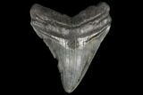 3.67" Fossil Megalodon Tooth - South Carolina - #130704-1